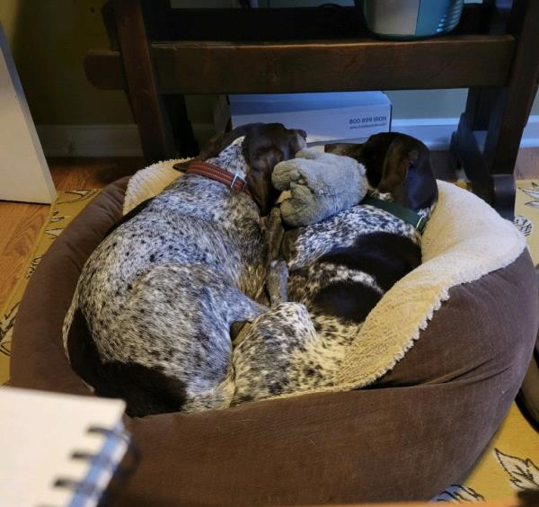 /Images/uploads/Southeast German Shorthaired Pointer Rescue/segspcalendarcontest/entries/33577.jpg